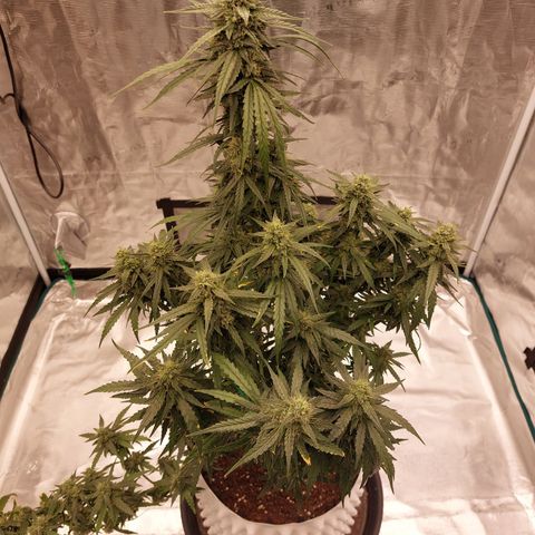 ETHOS growlog timeline photo