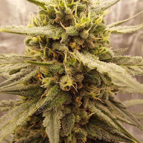 ETHOS growlog timeline photo