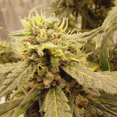 ETHOS growlog timeline photo