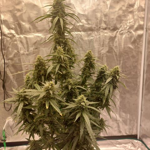 ETHOS growlog timeline photo
