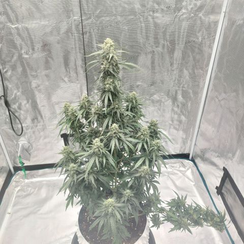 ETHOS growlog timeline photo