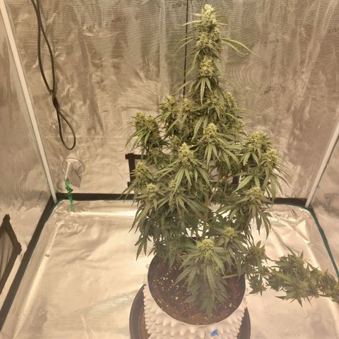 ETHOS growlog timeline photo