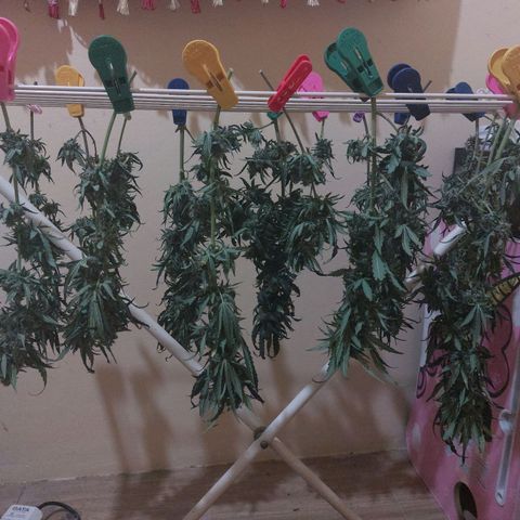 ETHOS growlog timeline photo