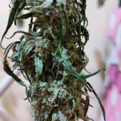 ETHOS growlog timeline photo