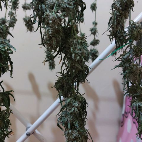 ETHOS growlog timeline photo