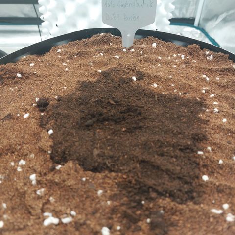 Auto Cinderella Jack growlog photo