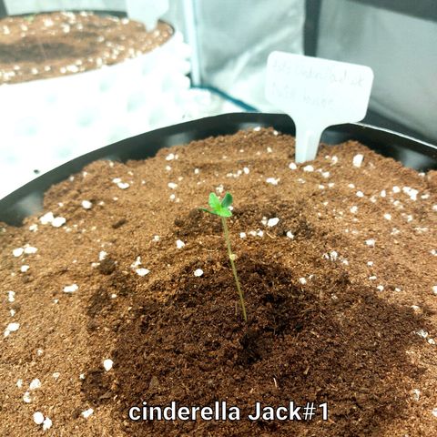 Auto Cinderella Jack growlog photo