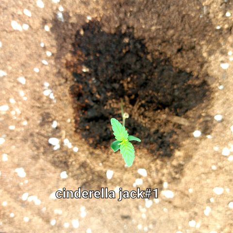 Auto Cinderella Jack growlog photo