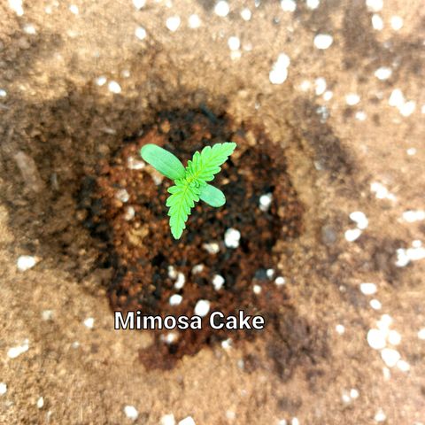 Mimosa Cake Auto growlog timeline photo