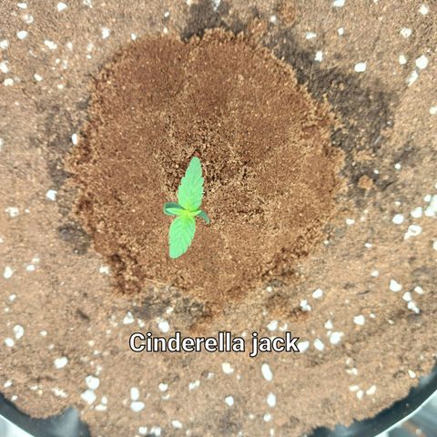 Auto Cinderella Jack growlog photo