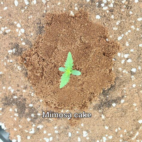 Mimosa Cake Auto growlog timeline photo