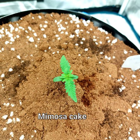 Mimosa Cake Auto growlog timeline photo