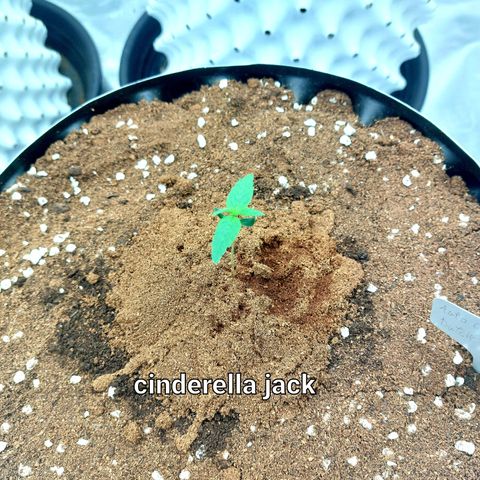 Auto Cinderella Jack growlog timeline photo