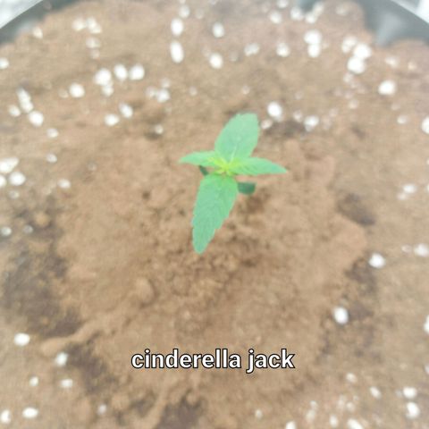 Auto Cinderella Jack growlog timeline photo