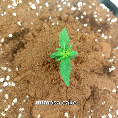Mimosa Cake Auto growlog timeline photo