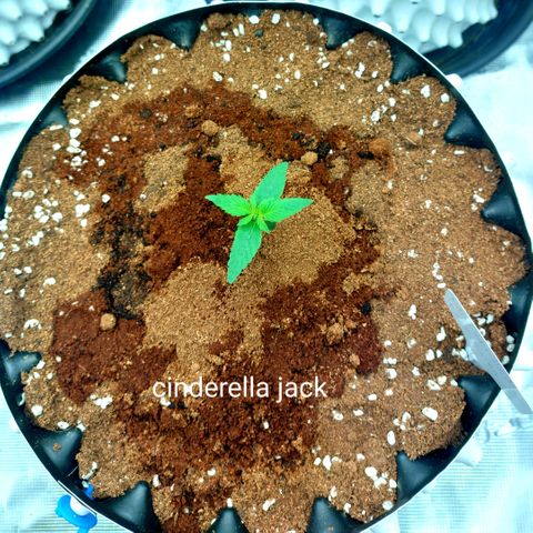 Auto Cinderella Jack growlog timeline photo