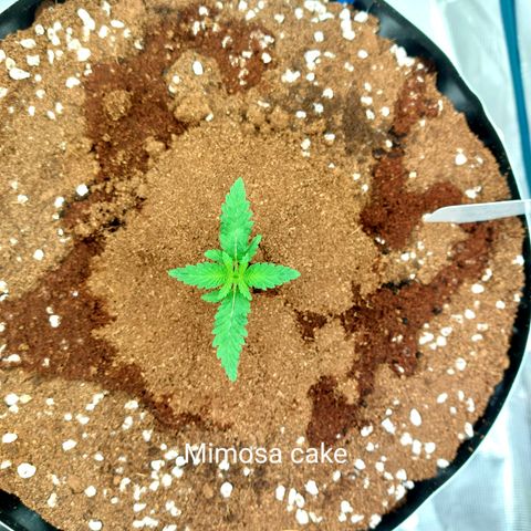 Mimosa Cake Auto growlog timeline photo
