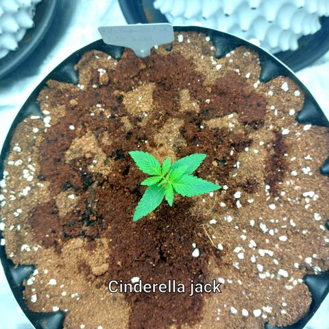 Auto Cinderella Jack growlog timeline photo