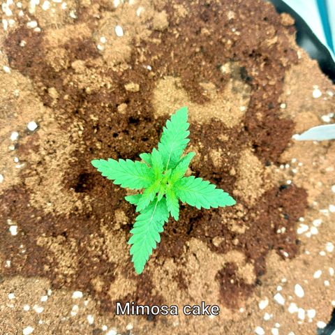Mimosa Cake Auto growlog timeline photo
