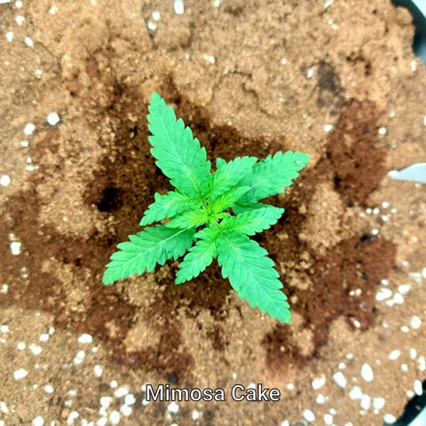 Mimosa Cake Auto growlog timeline photo
