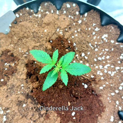 Auto Cinderella Jack growlog timeline photo