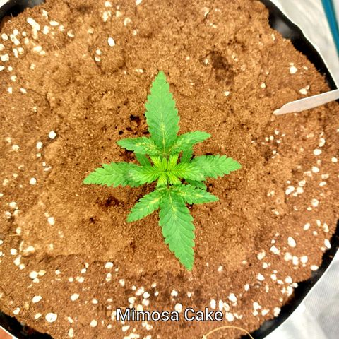 Mimosa Cake Auto growlog timeline photo