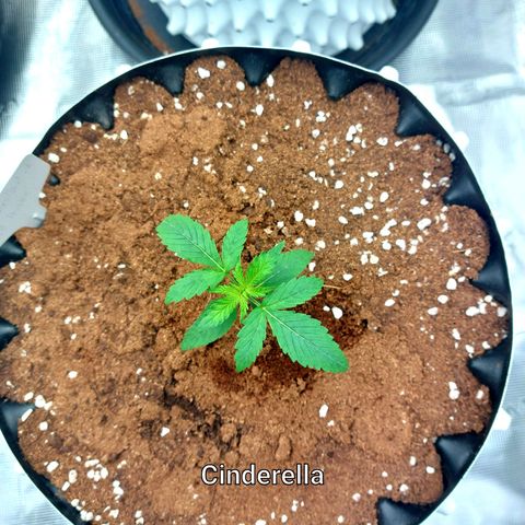 Auto Cinderella Jack growlog timeline photo