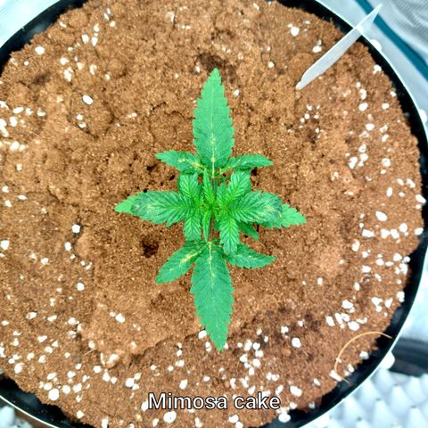 Mimosa Cake Auto growlog timeline photo