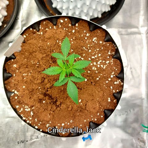 Auto Cinderella Jack growlog timeline photo