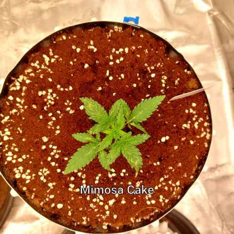 Mimosa Cake Auto growlog photo: O.5 powesi