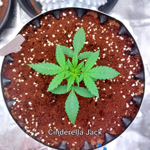 Auto Cinderella Jack growlog timeline photo