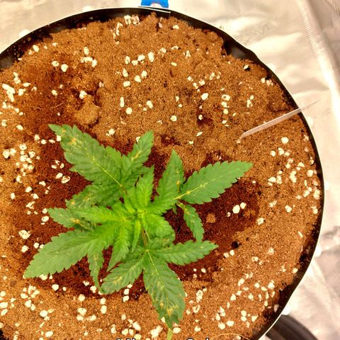 Mimosa Cake Auto growlog timeline photo