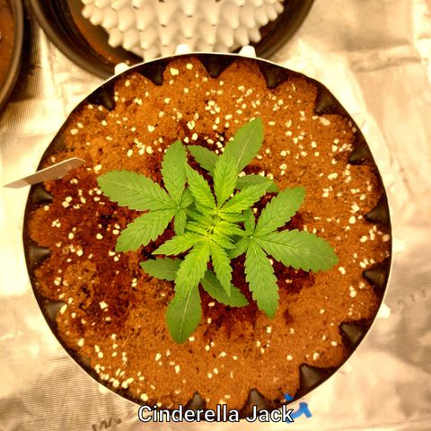 Auto Cinderella Jack growlog timeline photo