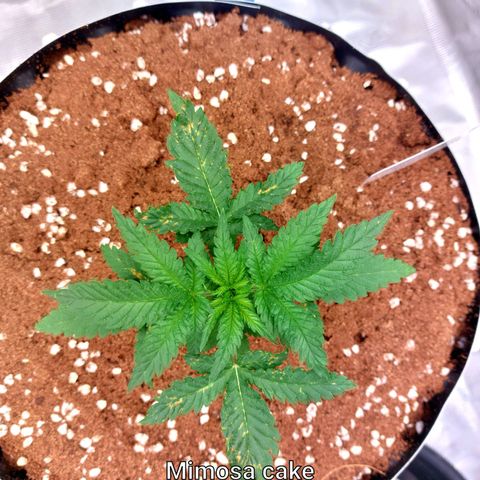 Mimosa Cake Auto growlog timeline photo