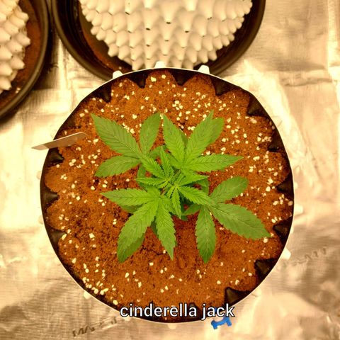Auto Cinderella Jack growlog timeline photo