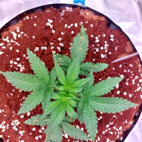 Mimosa Cake Auto growlog timeline photo
