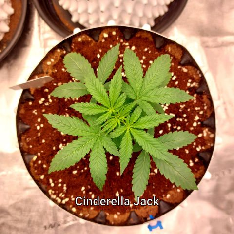 Auto Cinderella Jack growlog timeline photo