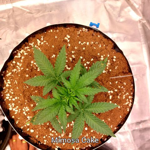 Mimosa Cake Auto growlog timeline photo