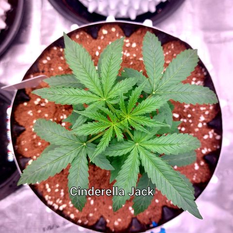 Auto Cinderella Jack growlog timeline photo