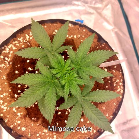 Mimosa Cake Auto growlog timeline photo