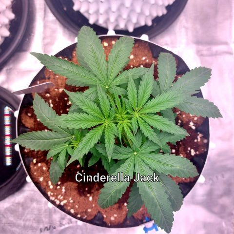 Auto Cinderella Jack growlog timeline photo