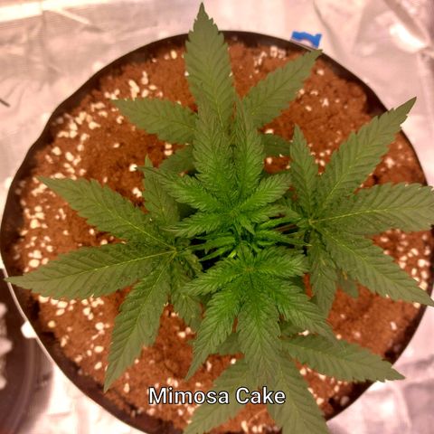 Mimosa Cake Auto growlog timeline photo