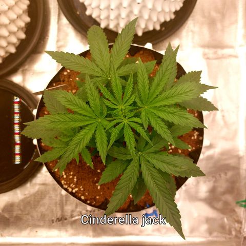 Auto Cinderella Jack growlog timeline photo