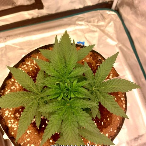 Mimosa Cake Auto growlog timeline photo