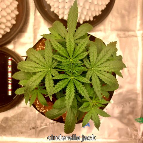 Auto Cinderella Jack growlog timeline photo