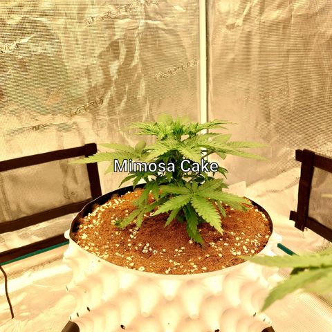 Mimosa Cake Auto growlog timeline photo