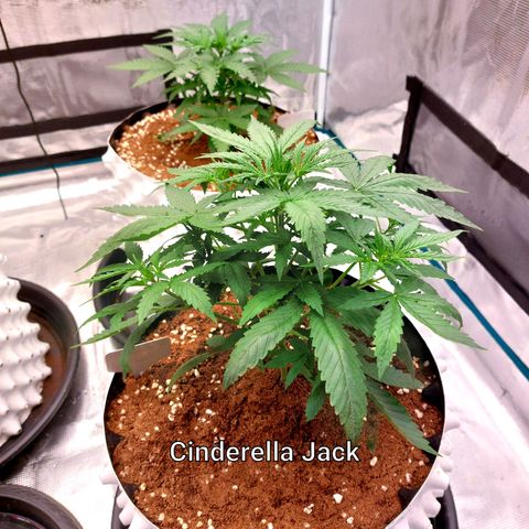 Auto Cinderella Jack growlog timeline photo