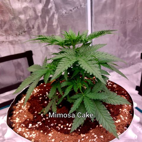 Mimosa Cake Auto growlog timeline photo