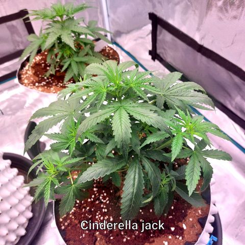 Auto Cinderella Jack growlog timeline photo