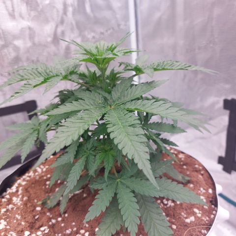 Mimosa Cake Auto growlog timeline photo